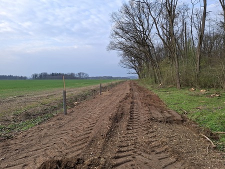 Sajenje medovitih rastlin 8